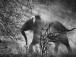 Sebastiao Salgado: Genesis - Maison européenne de la photogr