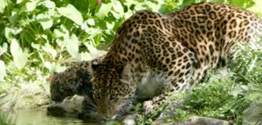 The Parc zoologique de Thoiry